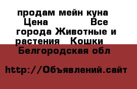 продам мейн куна › Цена ­ 15 000 - Все города Животные и растения » Кошки   . Белгородская обл.